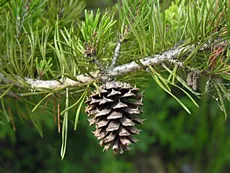 Pine е идеален материал за мебели