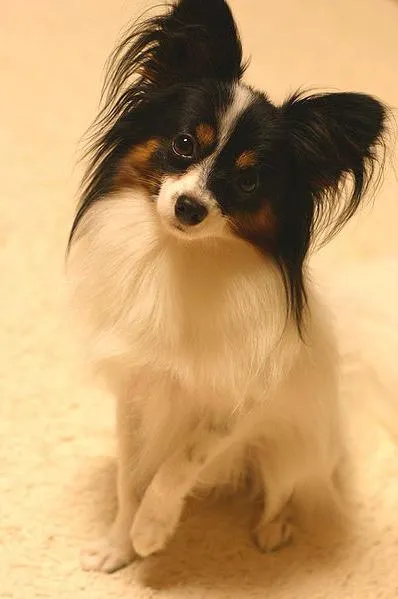 Papillon куче