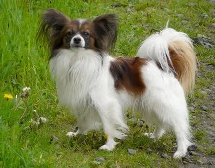 Papillon куче
