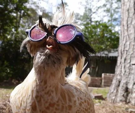 Смешни пиле снимка и забавен петли автопортрет!