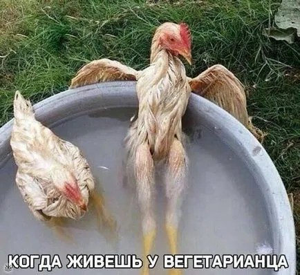 Смешни пиле снимка и забавен петли автопортрет!
