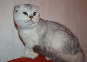 Списък на къси коси породи котки снимка, име и описание на видовете