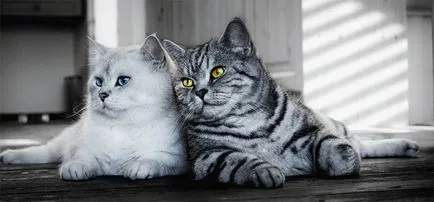 Списък на къси коси породи котки снимка, име и описание на видовете