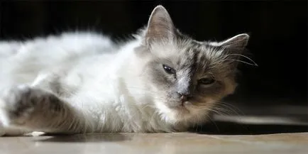 Списък на дълги коси породи котки снимки, описания и заглавия