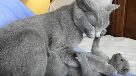 Списък на къси коси породи котки снимка, име и описание на видовете