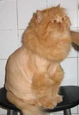 Козметика котки в дома, котка коте котка