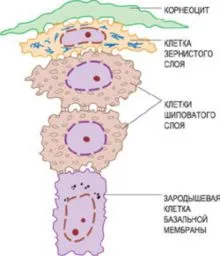 Структура и функция на човешката кожа