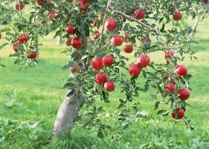 Суперфосфат прилагане на торове и инструкции!