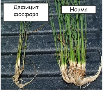 Суперфосфат прилагане на торове и инструкции!