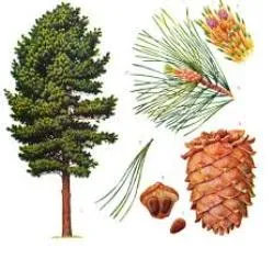Имоти борови мебели, физична и механична