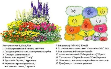 цветни лехи схема на непрекъснати цъфтящи многогодишни растения
