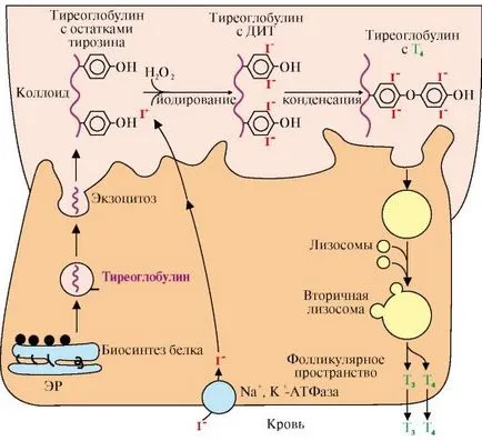 Тема 11