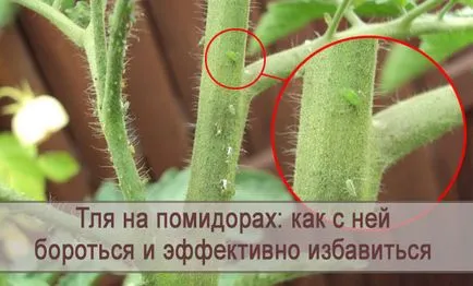 Листни въшки по доматите и как да се справят ефективно да се отървете от този вредител
