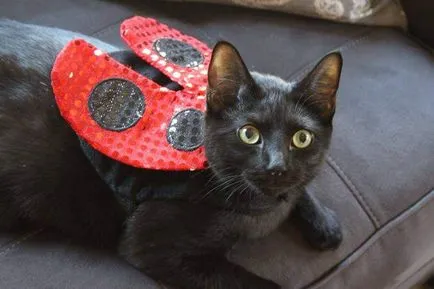 Началото на най-добрите снимки на черна котка суеверие - настрана!