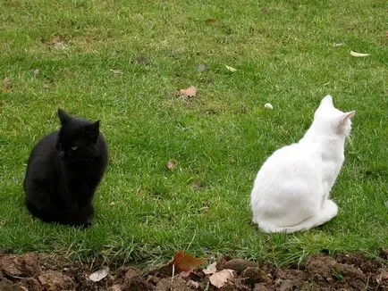 Началото на най-добрите снимки на черна котка суеверие - настрана!