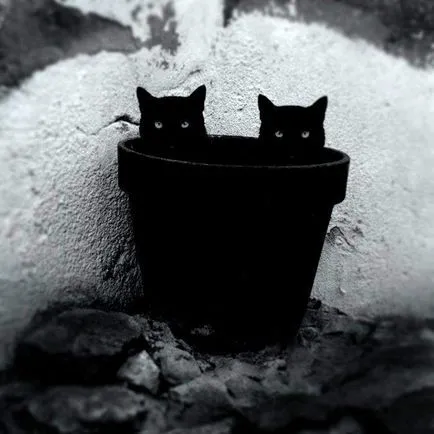 Началото на най-добрите снимки на черна котка суеверие - настрана!