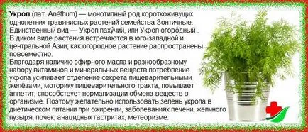 Копър в народната медицина - домашно лечение (семена) Копър в народната медицина - домашно лечение