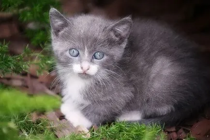 Котката пада от вълна, която направи