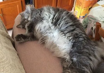 Котката пада от вълна на плешиви петна, които правя (котки) Котката пада от вълна на плешиви петна, които правят