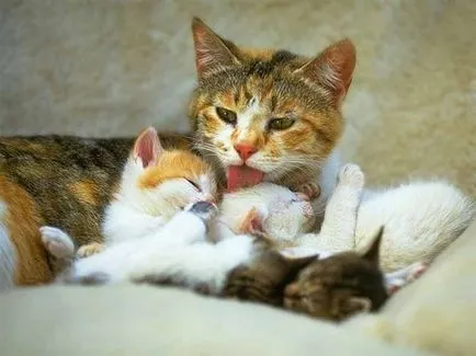Котката се котето, което прави живота кълнове