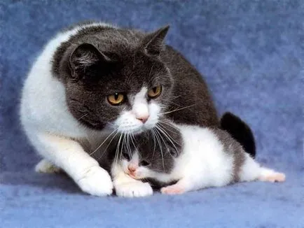 Котката се котето, което прави живота кълнове