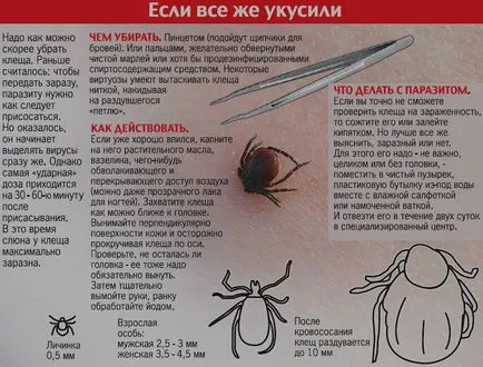 Bite енцефалит от кърлежи симптоми, лечение, последствията