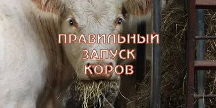 Стартиране на крави