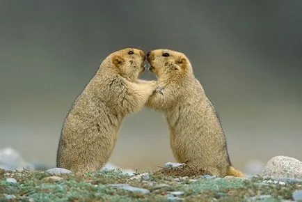 животно на мармота