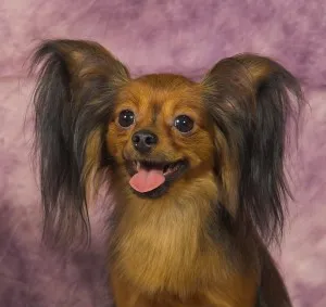 Ушите на териер, decordog
