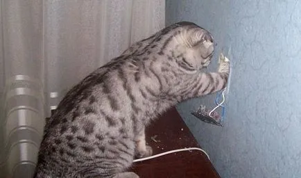 гнездо Монтаж с ръцете си