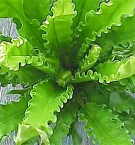 Грижи в домашни условия за обличане Asplenium, размножаване, болестта