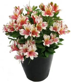 Научете как да нарасне от alstrometiryu семена у дома си в най-простият начин (Alstroemeria семена) Научете как да нарасне от alstrometiryu семена у дома си в най-простият начин
