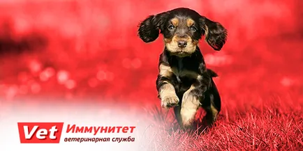 Ваксинирането на кученца, колко е цената на първото кученце ваксинации, ветеринар имунитет (разходи за ваксинации за кученца) Ваксинирането на кученца, колко е цената на първите кученца, ваксинации, ветеринар имунитет
