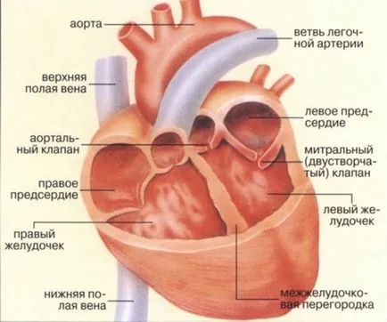 Предизвиква уголемено сърце в един възрастен и какви последствия