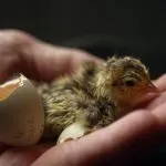 Люпене пилета от яйца, които правят, описание на процеса, видео