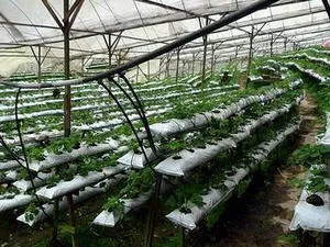 Отглеждане на ягоди в торбички у дома през цялата година
