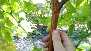 Grapevine описание на структурата, като отглеждането