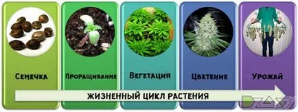 Отглеждането на канабис в домашни условия - от семето на неравности