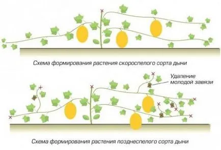 Отглеждане диня в оранжерията - засаждане и грижи