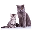 Информация за котки и котки - всички тези прекрасни създания, като котки (котки) Информация за котки и котки - всички тези прекрасни създания, като котки