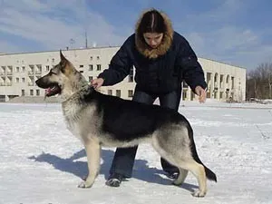 Източна Европа описание Shepherd порода - кучето си