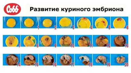 Всичко на отглеждането на яйца инкубация, технологии, фото и видео преглед