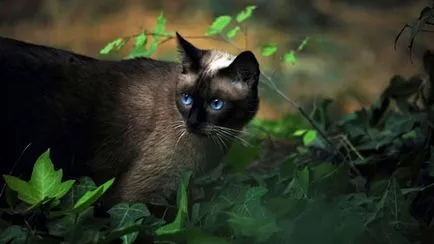 Естеството на сиамски котки