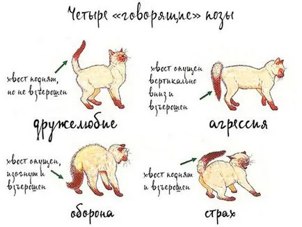 Обвързването котки как да се идентифицират, да подготвят, правила, ограничения (задължителен) Обвързването котки как да се идентифицират, да подготвят, правила, предизвикателства