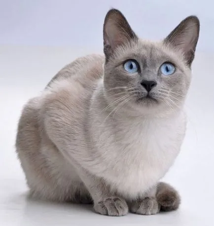 Естеството на сиамски котки