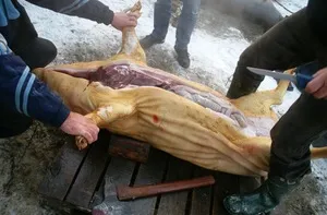 дом колят прасета как да заколи прасе, как да убиват прасетата и нож