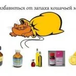 Дъх на котки причинява, как да се премахне и бързо да се отърве от лечението