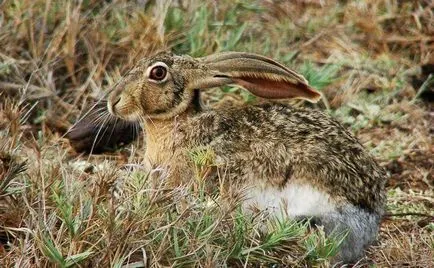 Хеър - описание, видове, какво да яде, живопис, фотография