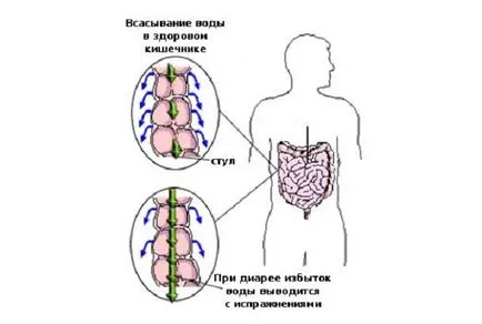 Green диария при възрастни води, сортове, характеристики