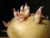 Какви са стъблени резници